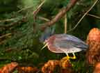 FEmale Green Heron